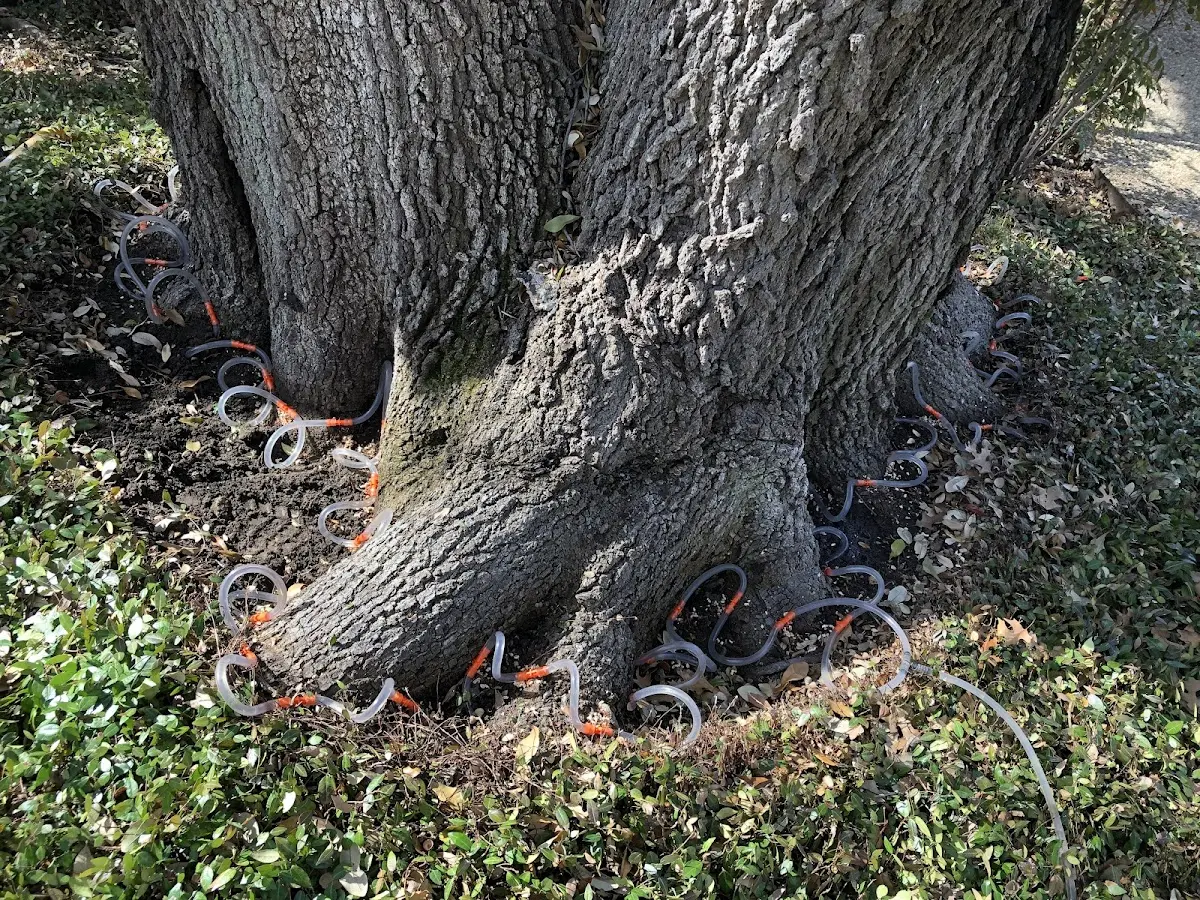 Detailed Tree Cabling and Bracing job site in Good Hope